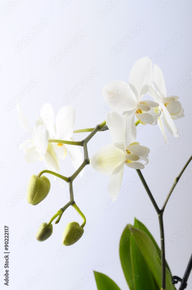 Fototapeta premium White flower orchid