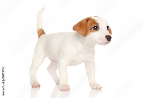 Jack Russell puppy on white background © jagodka