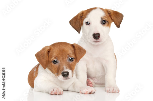 Jack Russell puppies © jagodka