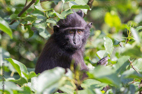 Young Celebes crested Macaque photo