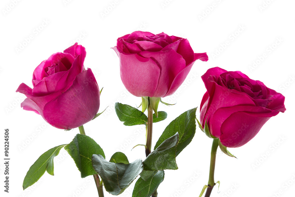 Three roses Three roses