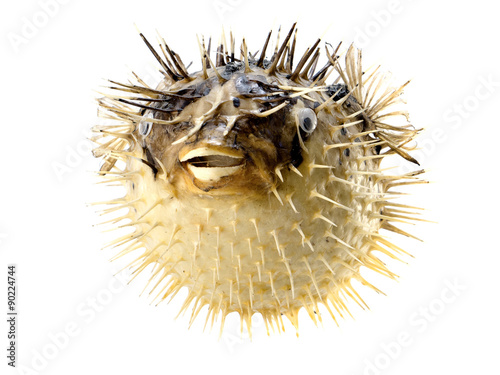 Yellow fish-hedgehog isolated on white