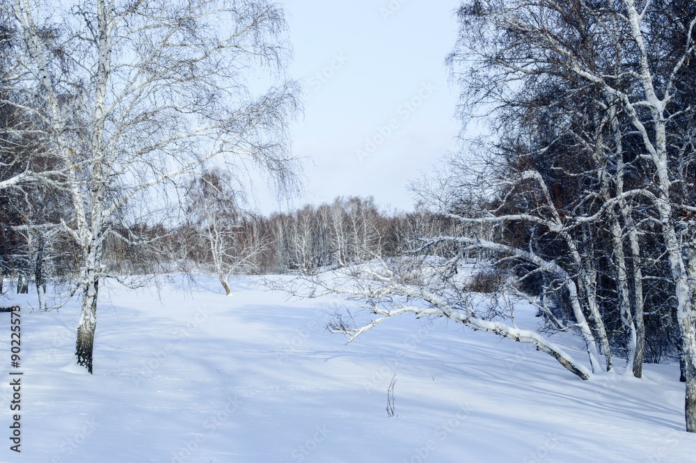 Obraz premium Birch and pine forest