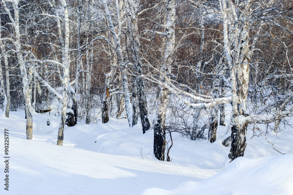 Birch and pine forest Birch and pine forest