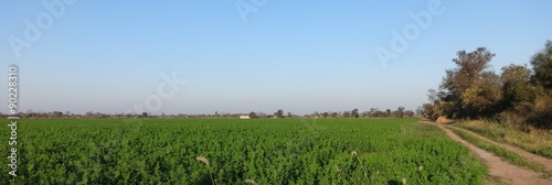 Sembradío de alfalfa