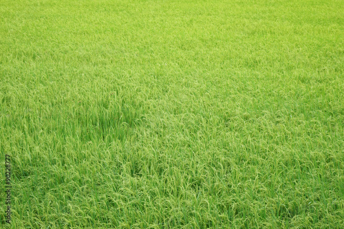 rice field golden