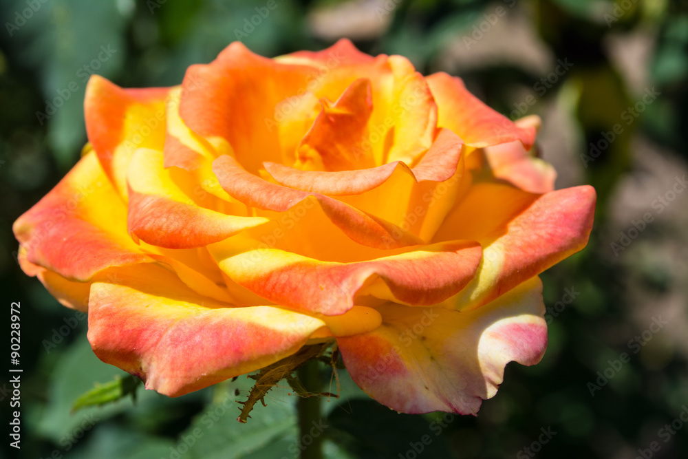 yellow-red rose