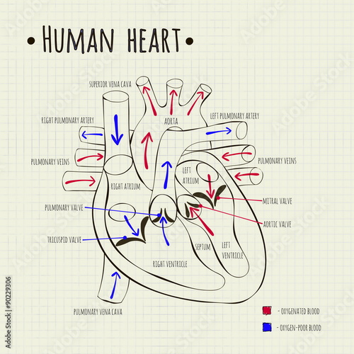 a human heart diagram