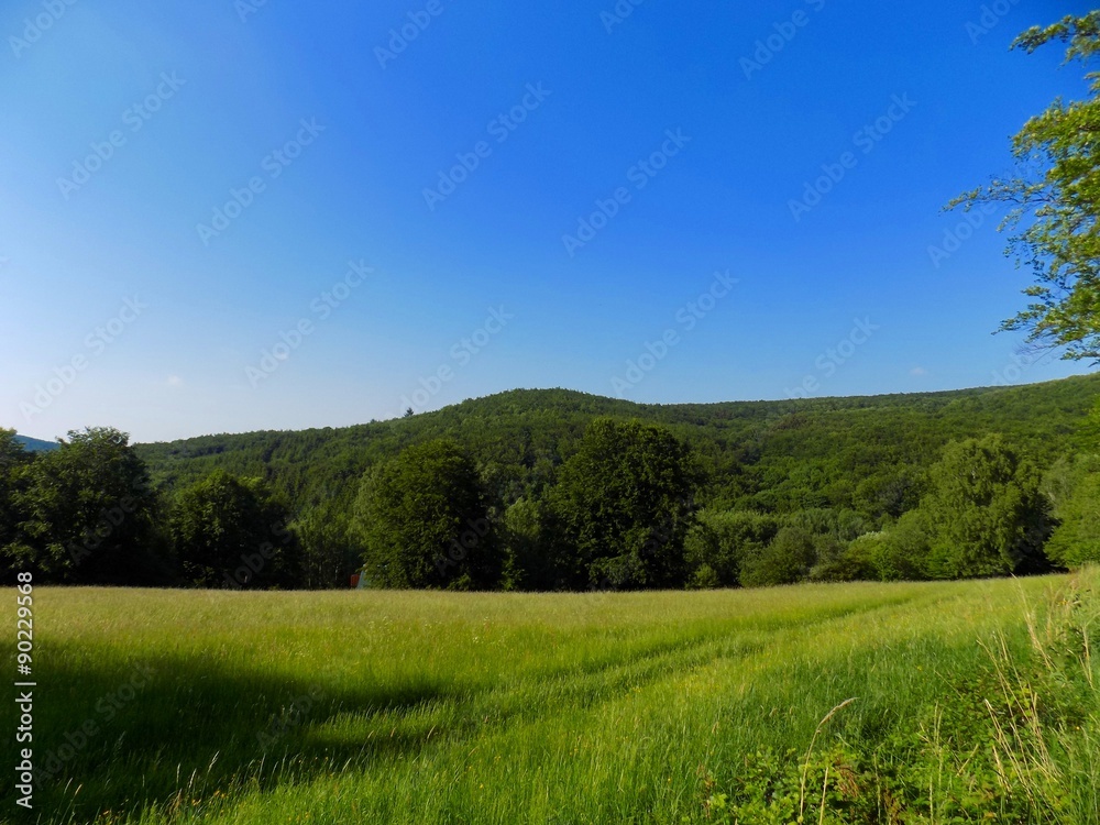 Meadow, forest and blue sky Meadow, forest and blue sky