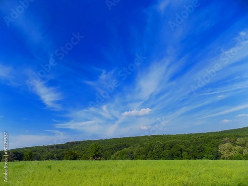 Meadow, forest and sky © majo1122331