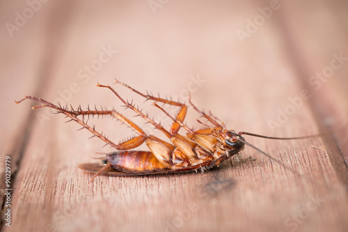 Dead Cockroach on wooden background.
