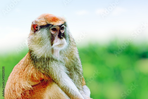 Cute Patas monkey.
