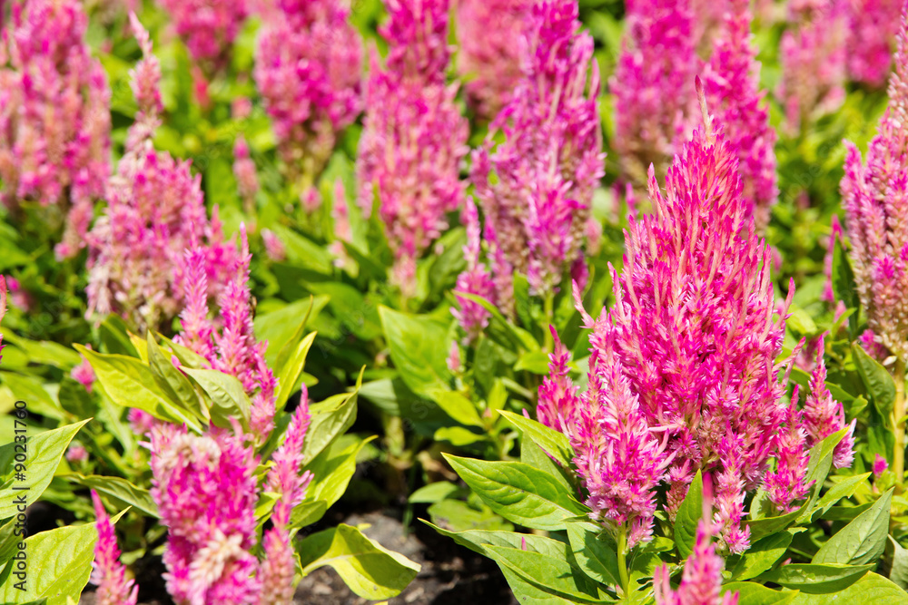 Obraz premium colorful celosia flower