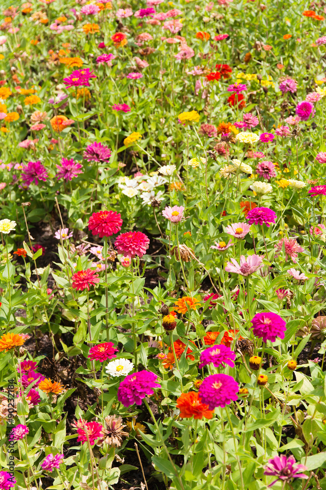 Colorful Gerbera Flowers