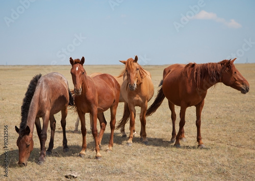 Four horses on the pasture