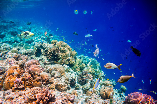 Fototapeta Naklejka Na Ścianę i Meble -  Tropical Coral Reef.