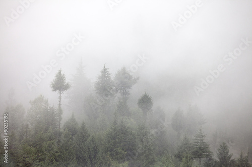 fog © Andrei Armiagov