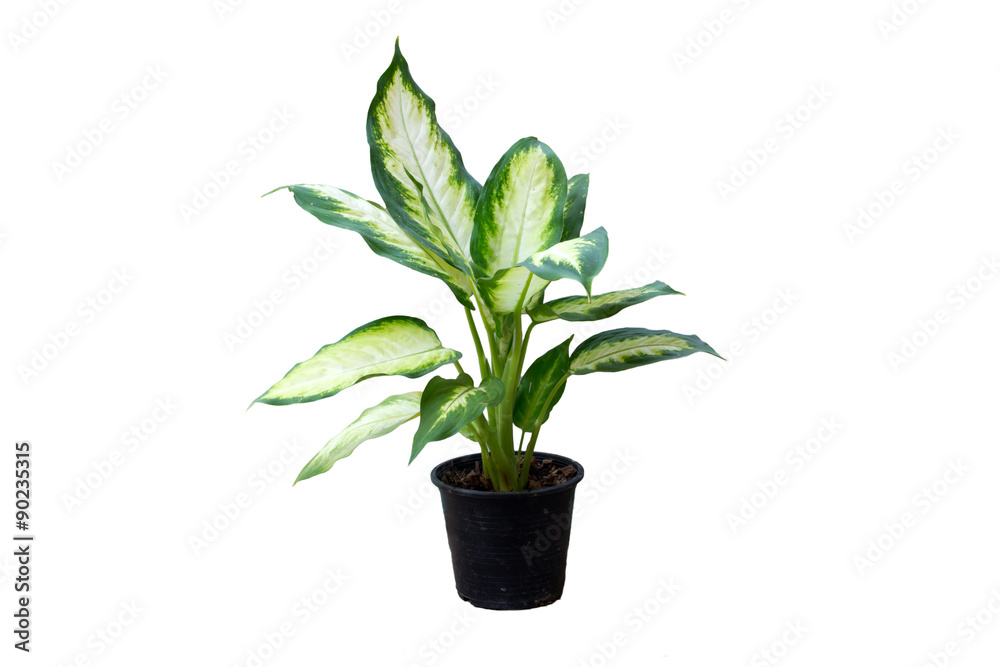 Fototapeta premium Roślina Dieffenbachia w czarnej doniczce z izolowanym