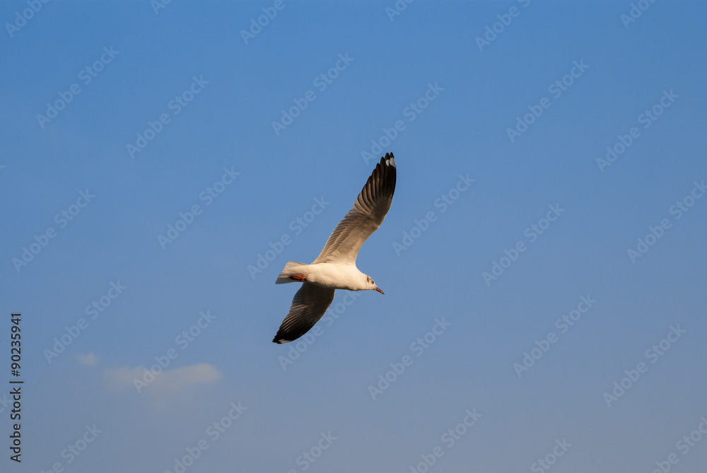 Fototapeta premium Seagull