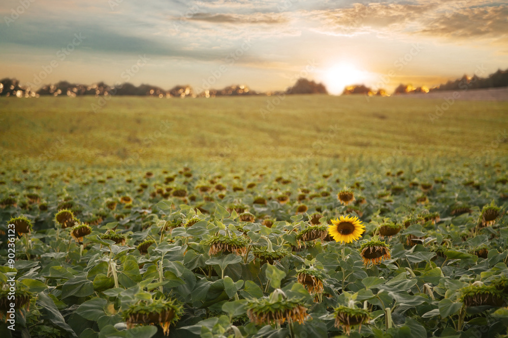 Fototapeta premium Sunflowers field with clouds at sunset