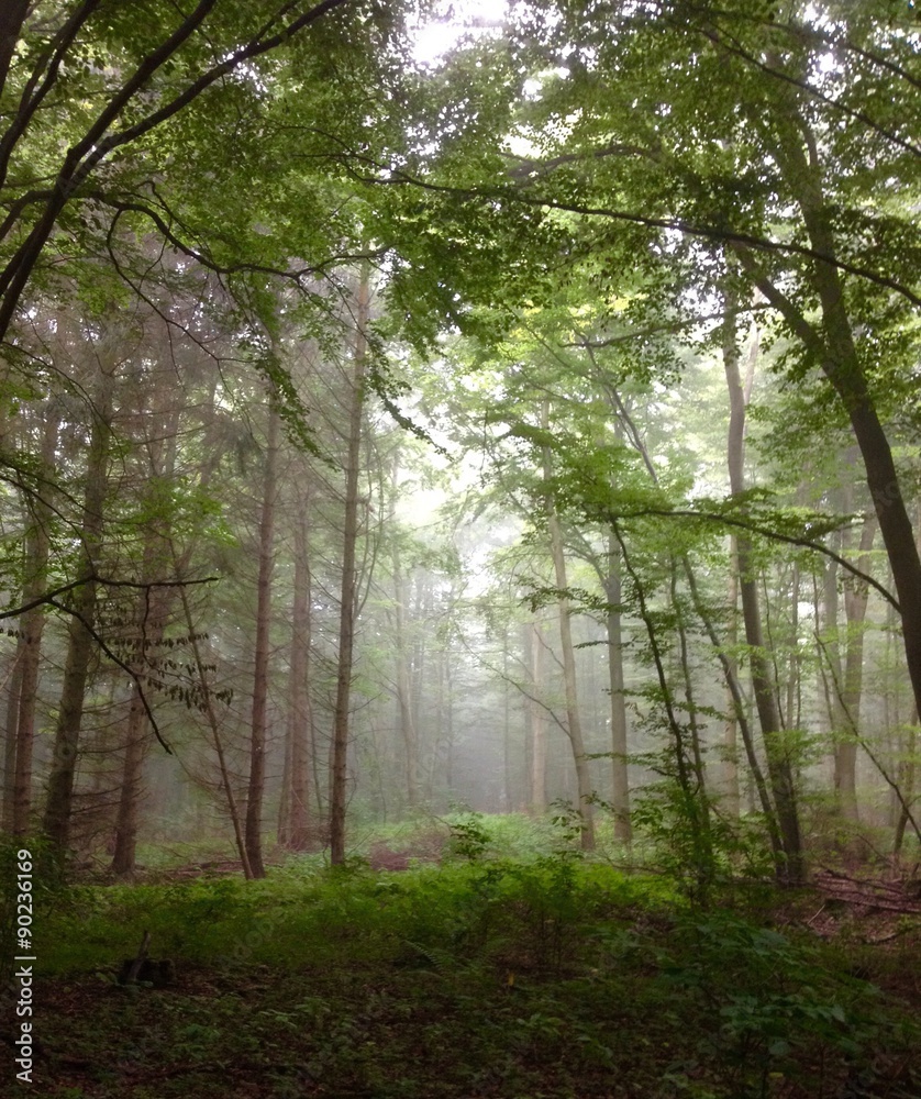 morgentlicher Nebel im Wald
