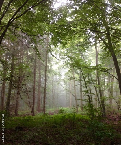 morgentlicher Nebel im Wald