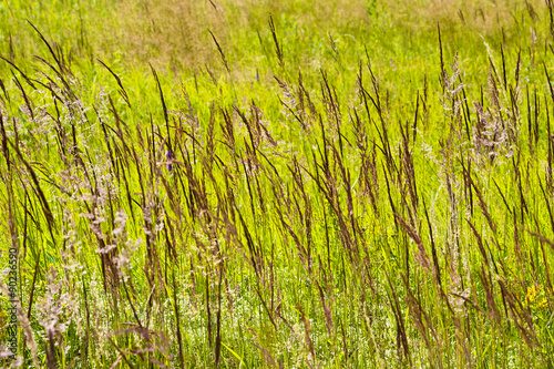 Wysoka ,soczysta trawa na podmokłej łące w pogodny, przyjemny, letni dzień po południu