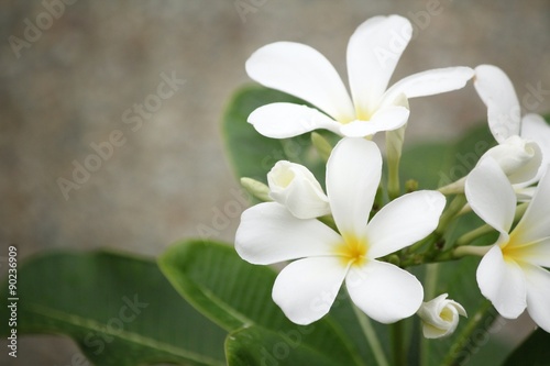 White frangipani flower on tree © Successo images