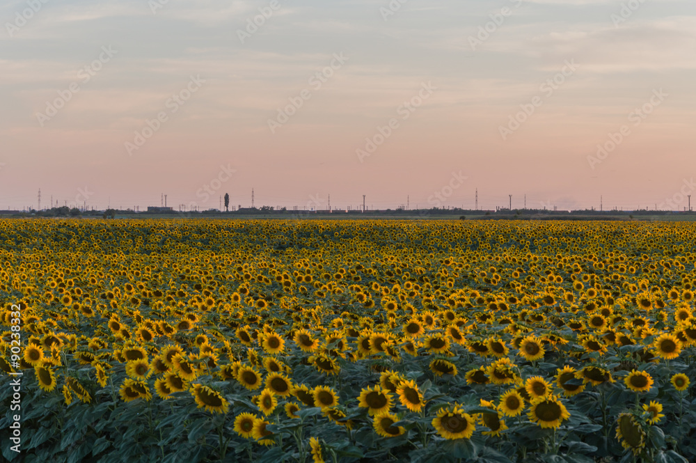 Obraz premium Sunflowers