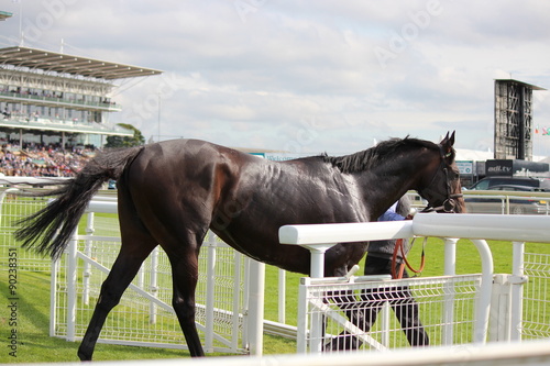 Racehorse after the race is over, being cooled, calmed down and led to stables.