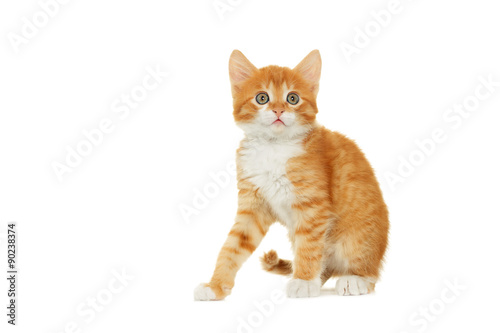 Kitten looking on white background