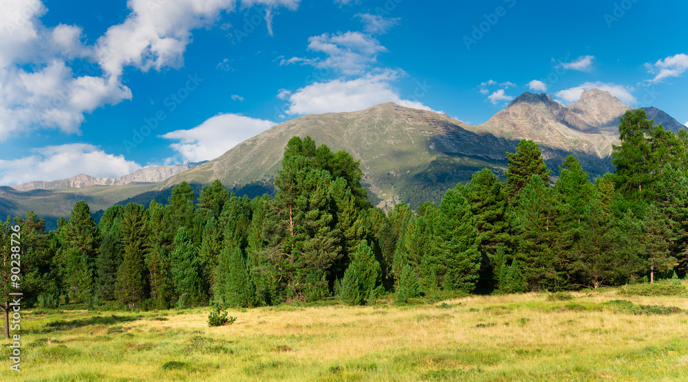 Panorama of green trees and mountains