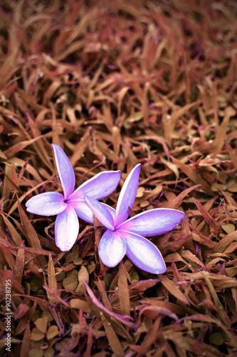 purple Plumeria flower on red grass