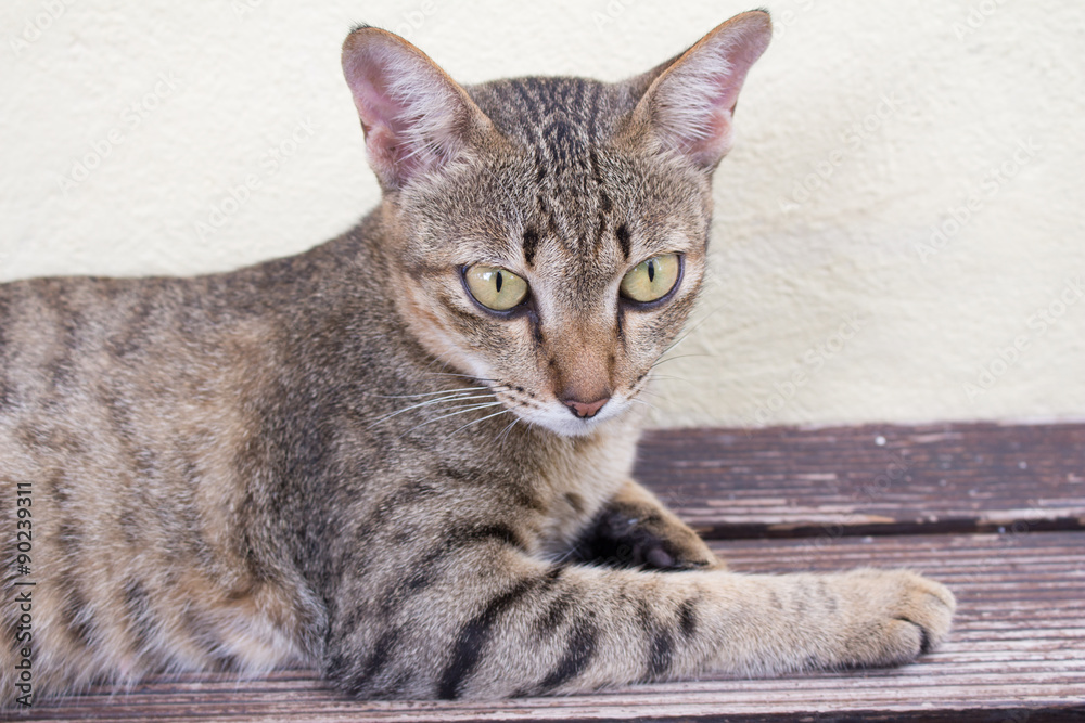 Cat relaxing Cat relaxing