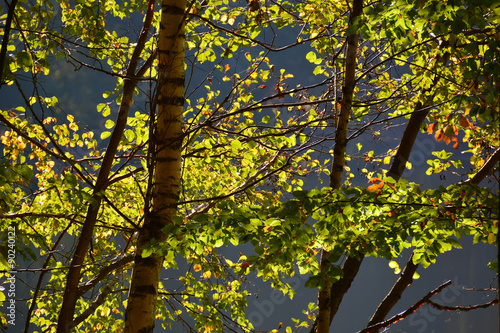 Autumn tree in sunlight