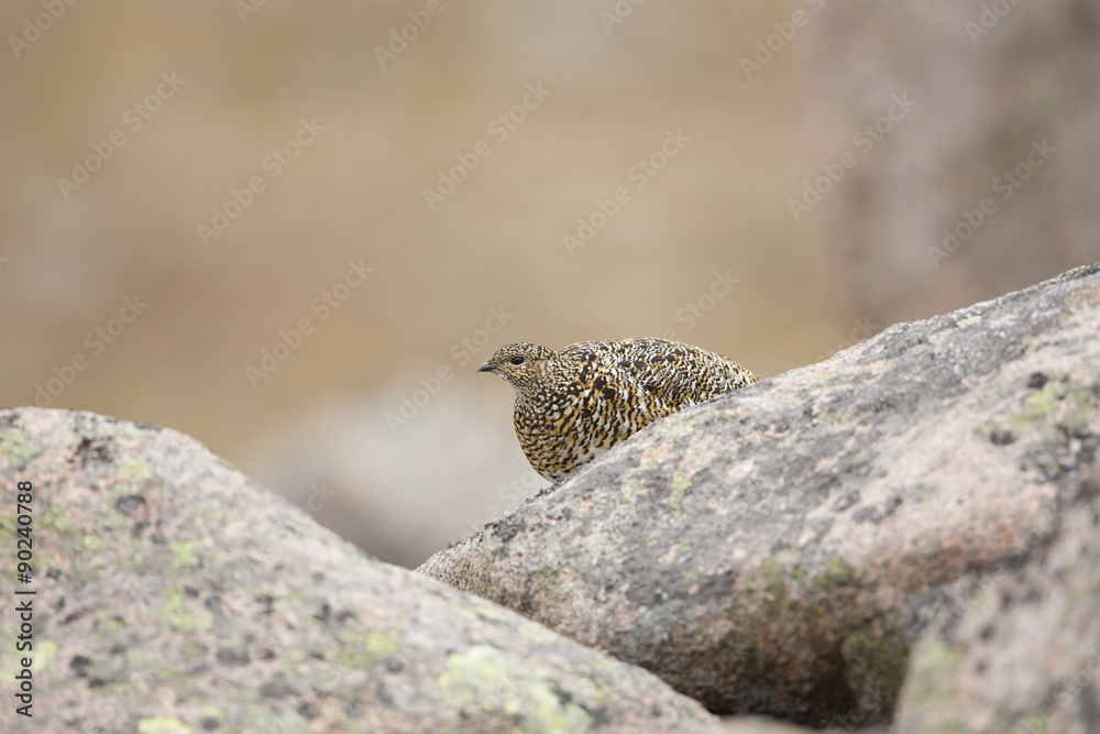 Female Ptarmigan Sitting On A Rock In The Cairngorms National Park. Female Ptarmigan Sitting On A Rock In The Cairngorms National Park.
