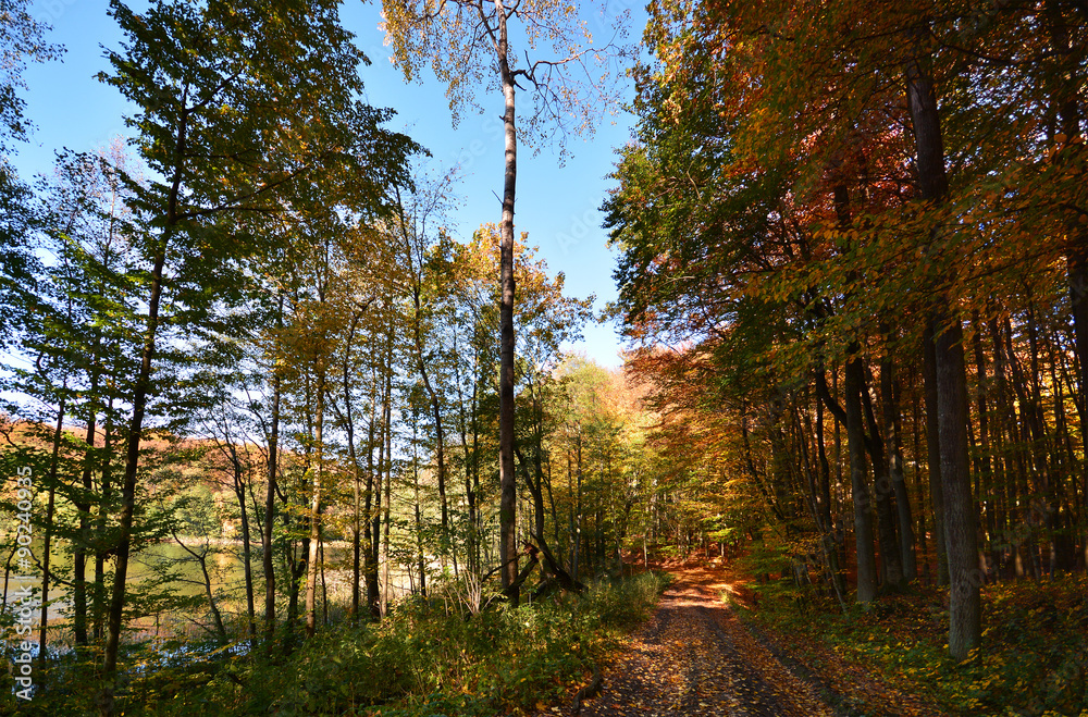 Sunny colorful autumn, forest road