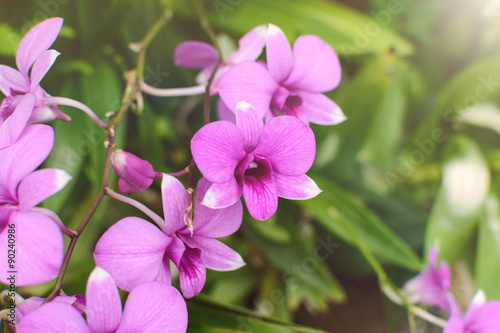 Beautiful purple orchid flower