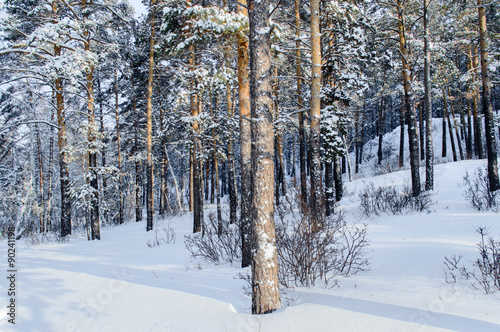 Birch and pine forest © BLIZNO ALEXANDER