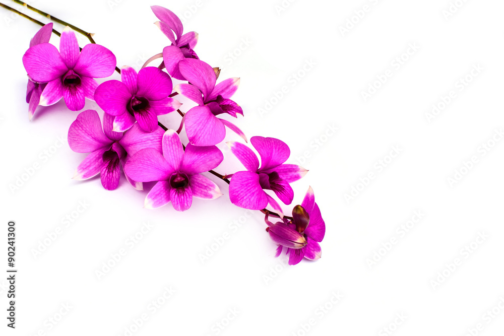 Branch of orchid flower isolated on white