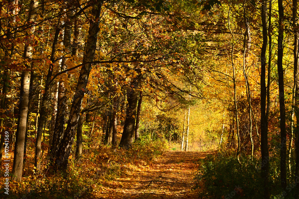 Fototapeta premium Sunny colorful autumn, forest road