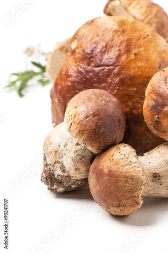 cep mushrooms