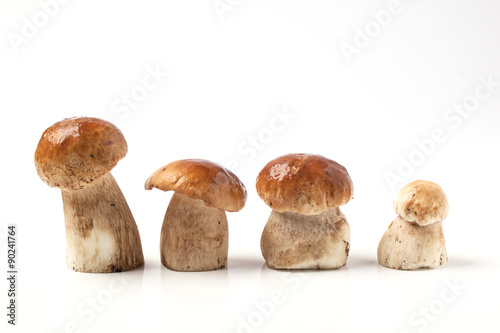 line of cep mushrooms