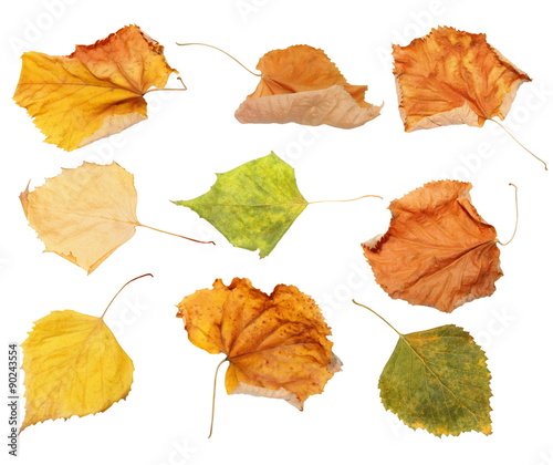 set dry autumn yellow leaves isolated white background, with clipping path
