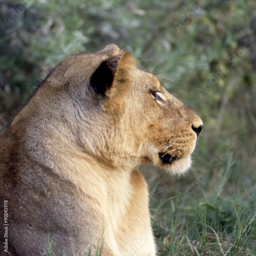 Leonessa - lioness (Panthera leo) del Moremi Wildlife Reserve in Botswana
