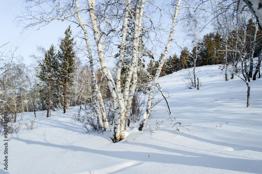 Birch and pine forest Birch and pine forest