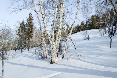 Birch and pine forest