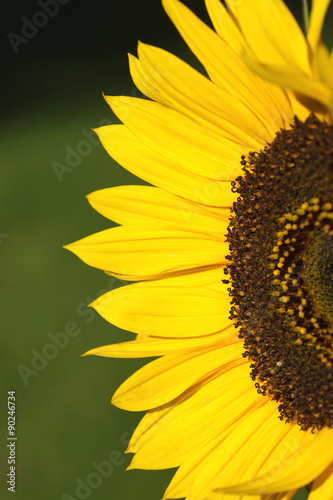 Sonnenblume - Helianthus annuus photo