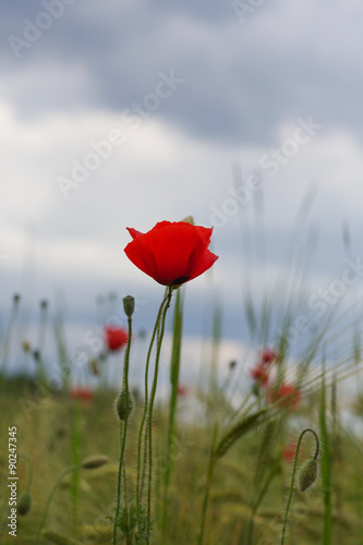 red poppy in the afternoon.