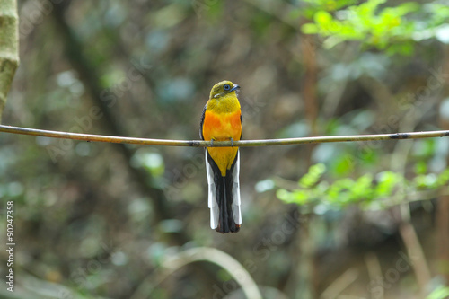 Bird in nature photo